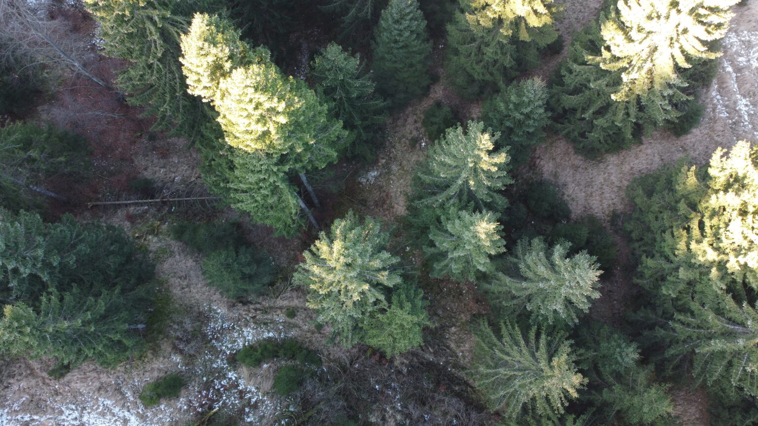 Marzo Giornata Internazionale Delle Foreste E Del Legno