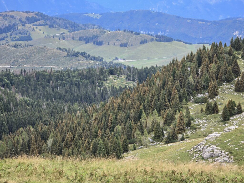 Ruggine vescicolosa dell'Abete rosso. Malga Lora - Foza-