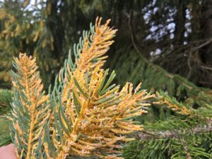 Ruggine vescicolosa dell'Abete rosso